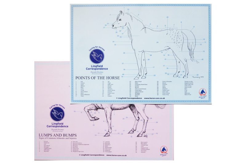 Lingfield A3 Equine Wall Charts