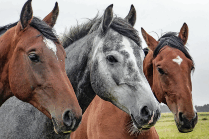 Equine Care and Management Bundle