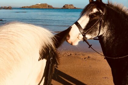 What do social license and equine education have in common?