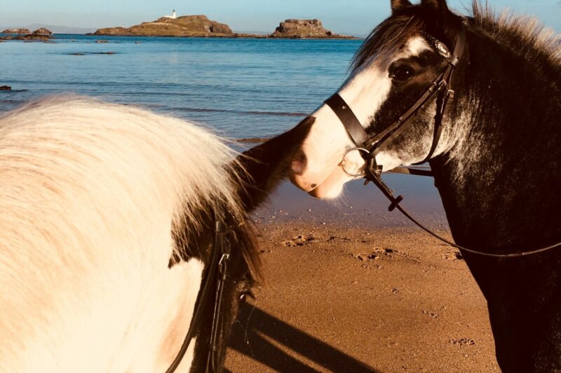 What do social license and equine education have in common?