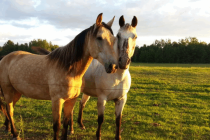 Equine Care and Management 2