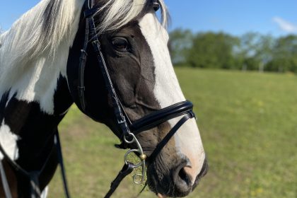 The “Well Kept” DIY Horse