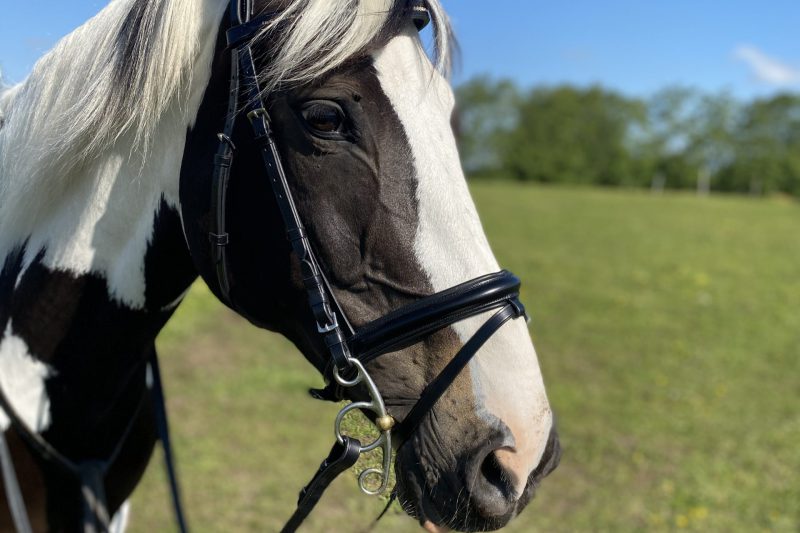 The “Well Kept” DIY Horse