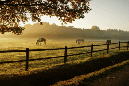 Equine Psychology & Behaviour