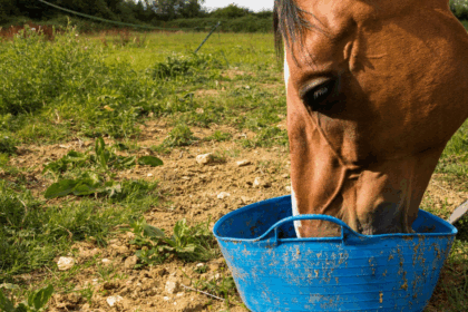 Equine Feeding & Nutrition