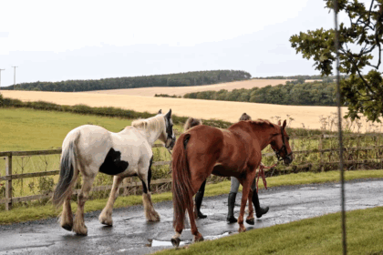 Equine Care and Management 1