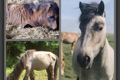 Winter Welfare – don’t bury your head in the sand