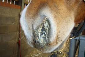 Strangles – Is your horse a carrier?