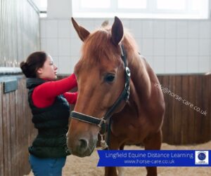 Horse & Hound Article promotes Lingfield