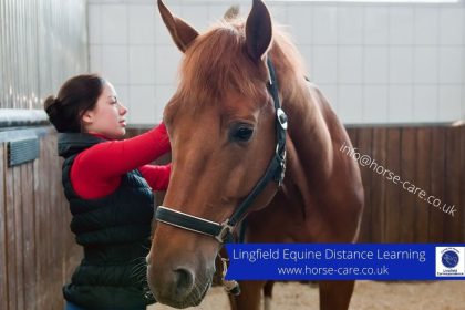 I want to work with horses – an overview