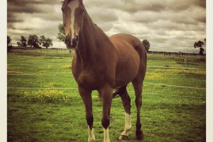 Is your horse too fat or too thin?