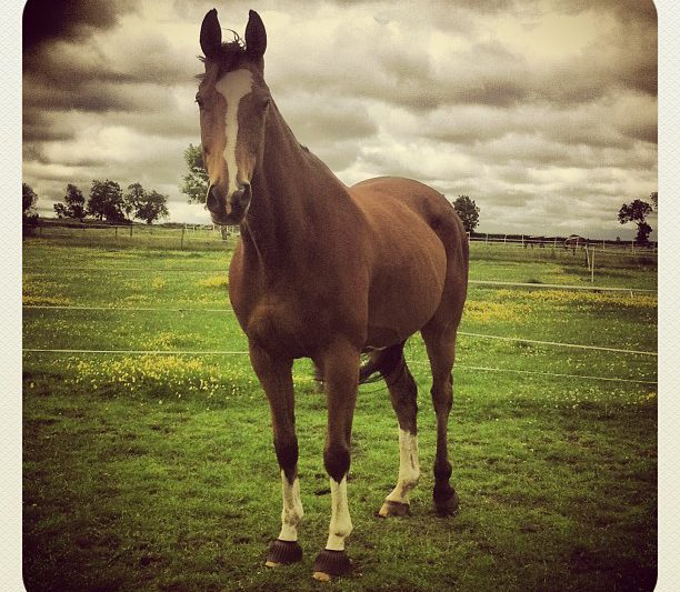 Is your horse too fat or too thin?