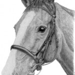 Art on the Hoof – Stuart Fowle