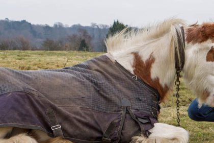 Equestrian social licence – used or abused?