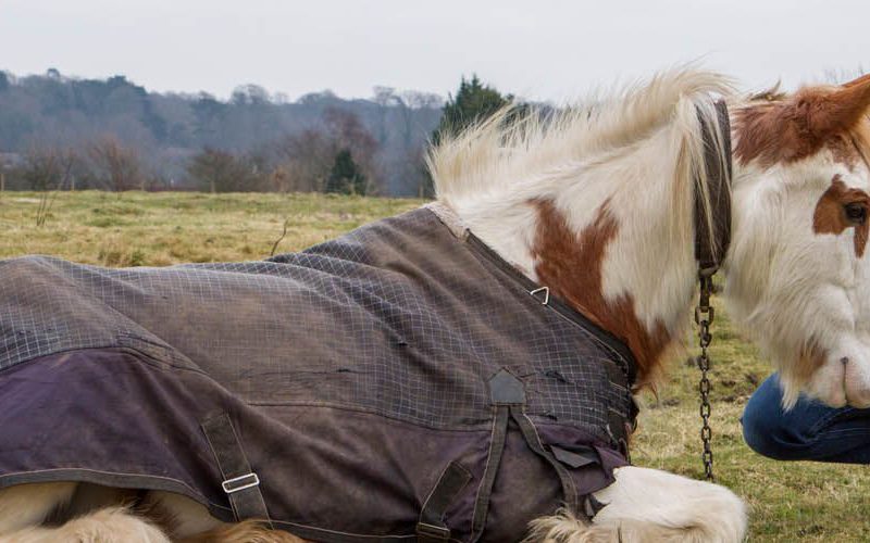 Equestrian social licence – used or abused?