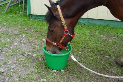 Spring Greens for Horses