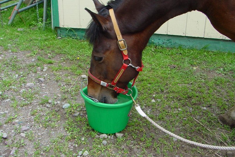 Spring Greens for Horses