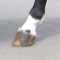Black spots on the pastern and coronary band – Ermine Marks or Spots