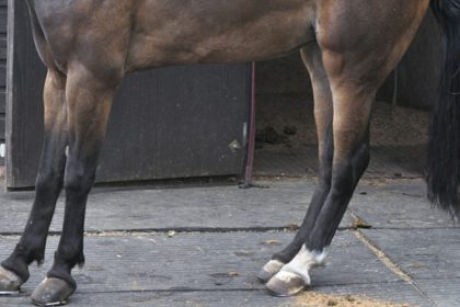 Laminitis