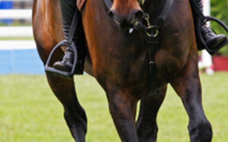March 2022 – Find training in the equine world