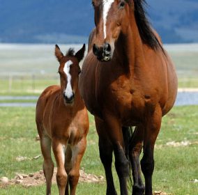 Breeding from your Mare?