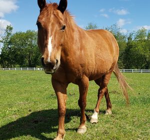 March 22:  Who will care for my horse if I die?