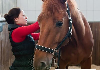 Your Equestrian Business