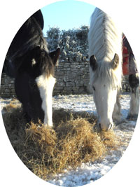 Equine separation anxiety